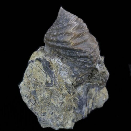 Platystrophia Brachiopod Fossil From Kentucky #35121